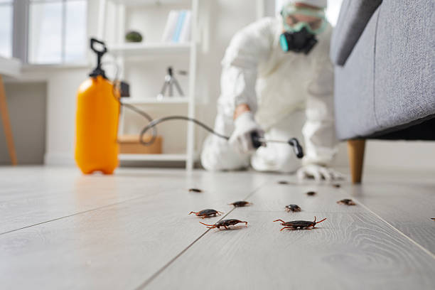 Commercial Rodent Management in Kaysville